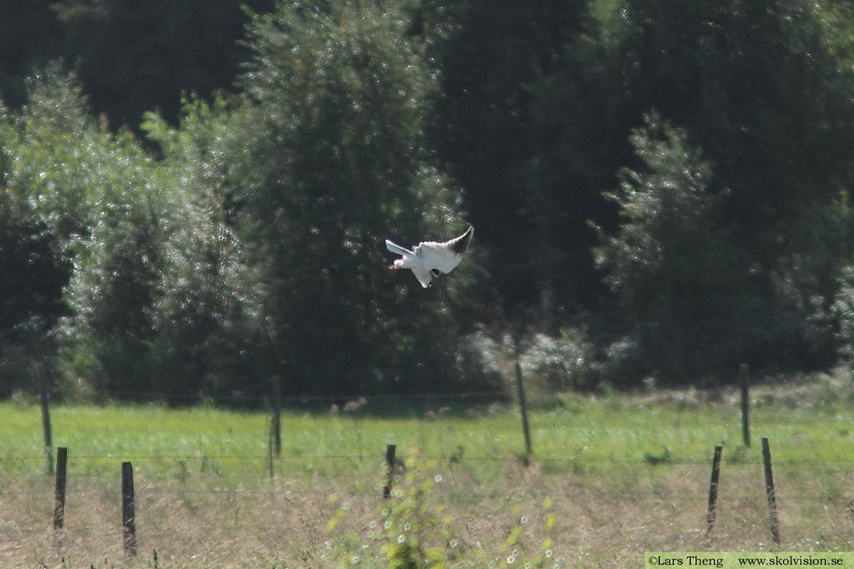 Fiskgjuse, Pandion haliaetus